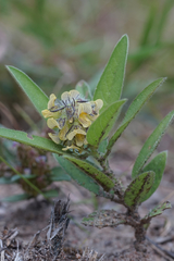 Crotalaria anthyllopsis