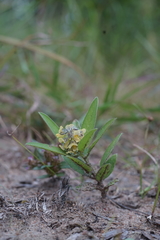 Crotalaria anthyllopsis