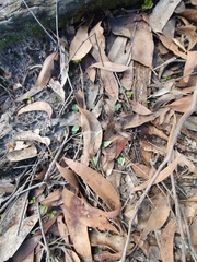 Corybas unguiculatus