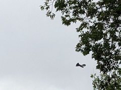 Ictinia mississippiensis