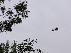 Ictinia mississippiensis