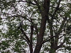 Ictinia mississippiensis