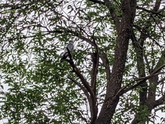 Ictinia mississippiensis