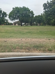 Streptopelia decaocto