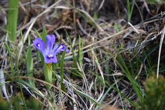 Iris lacustris