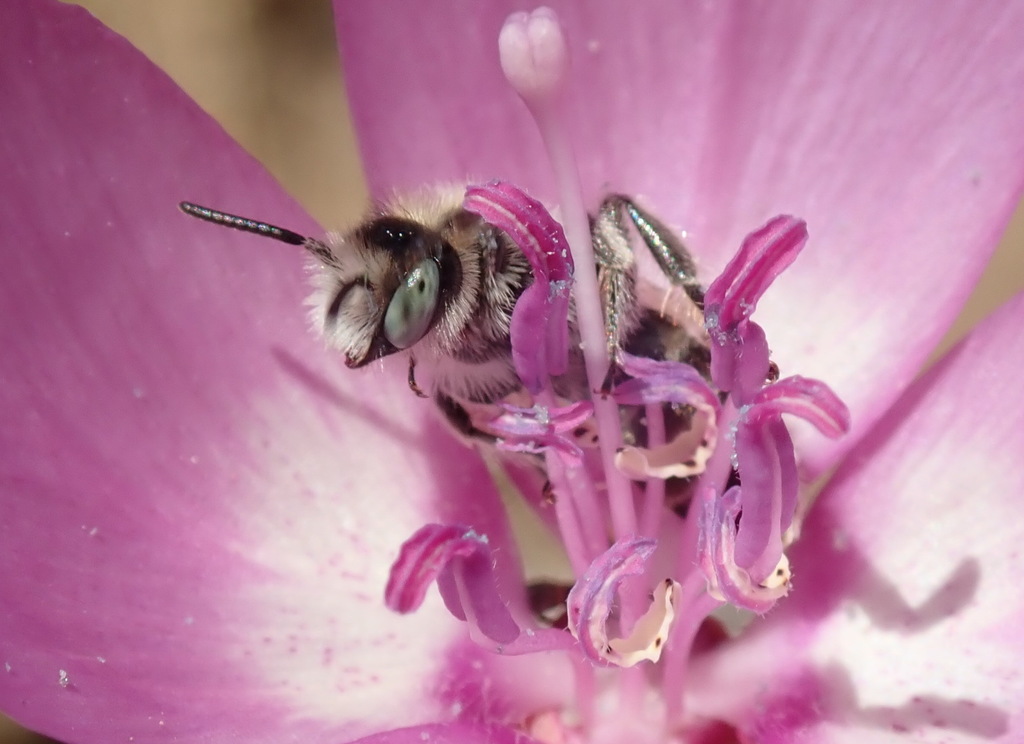 Clarkia Evening Bee