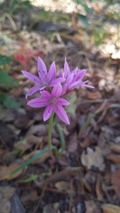 Allium unifolium