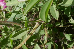 Indigofera trita