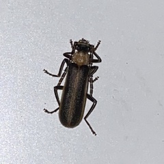 Podabrus flavicollis