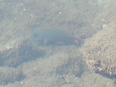 Acanthurus nigrofuscus