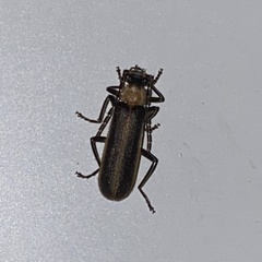 Podabrus flavicollis