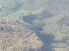 Acanthurus nigrofuscus