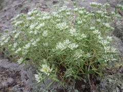 Paronychia argyrocoma