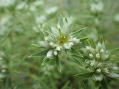 Paronychia argyrocoma