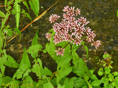 Eupatorium kiirunense