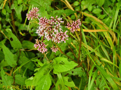 Eupatorium kiirunense