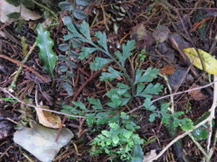 Asplenium hookerianum