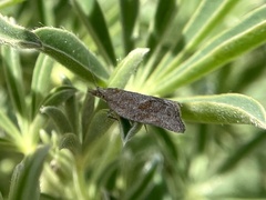 Argyrotaenia franciscana