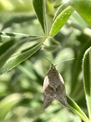 Argyrotaenia franciscana