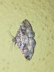 Toxonprucha repentis