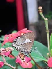Horaga albimacula triumphalis