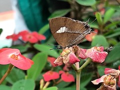 Horaga albimacula triumphalis