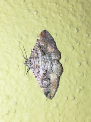 Toxonprucha repentis