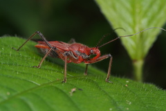 Cutocoris russatus