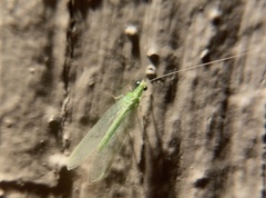 Chrysoperla comanche