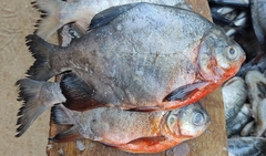 Piaractus brachypomus