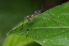 Gymnastes flavitibia