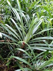 Freycinetia formosana