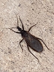 Triatoma rubida
