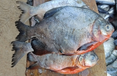 Piaractus brachypomus