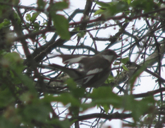 Ficedula hypoleuca