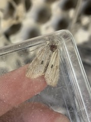 Lithophane patefacta