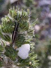 Agapanthia suturalis