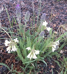 Polemonium brandegeei