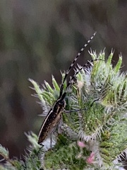 Agapanthia suturalis