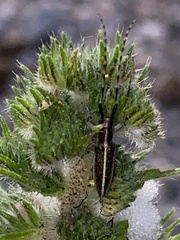 Agapanthia suturalis