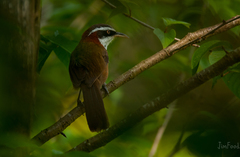 Pomatorhinus musicus