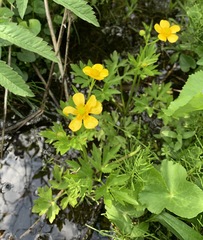 Ranunculus hispidus caricetorum