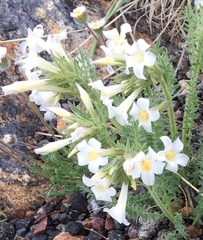 Polemonium brandegeei