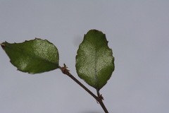 Nothofagus × solfusca
