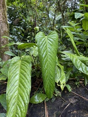 Anthurium talamancae