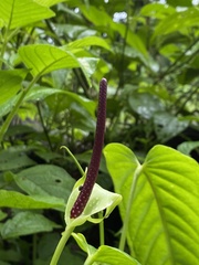 Anthurium talamancae