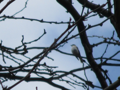 Ficedula hypoleuca