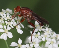 Hammerschmidtia ferruginea