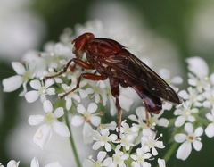 Hammerschmidtia ferruginea