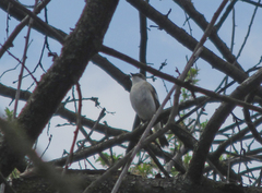 Ficedula hypoleuca